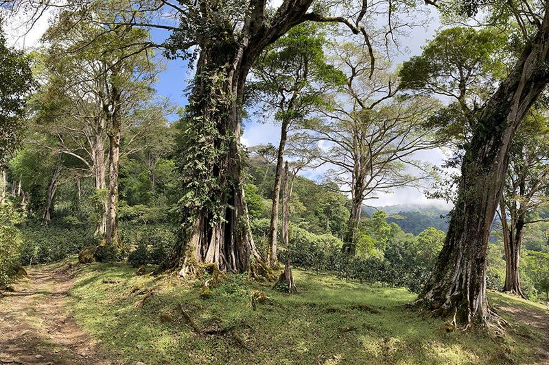 Finca Momoto - Aliss Hartmann