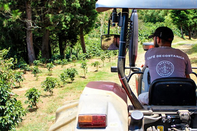 Francisco Mena - Sumava