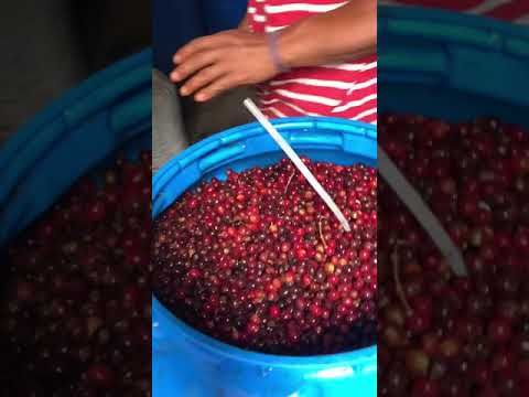 Anaerobic fermentation I.