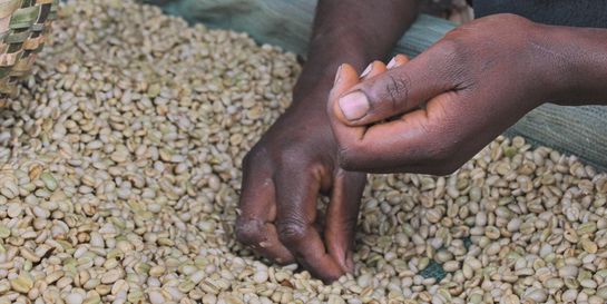 Káva - velký byznys s malými farmáři