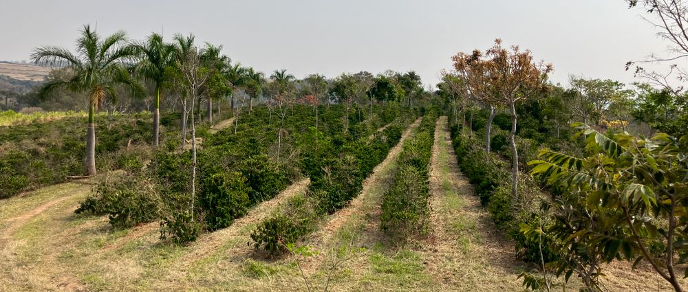 Návštěva Brazílie: obava o budoucnost kávy