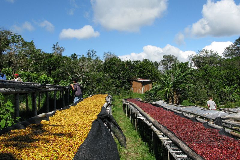 Graciano Cruz
