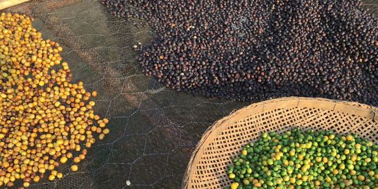 Cena kávy: Proč roste a co to znamená pro výběrovou kávu?