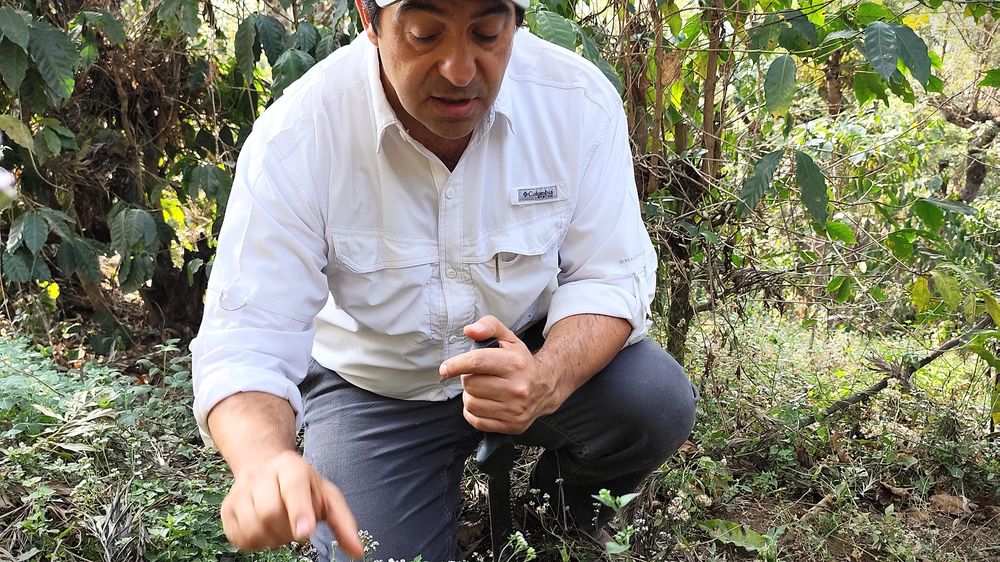 Spasí kávu regenerativní zemědělství?