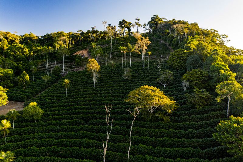 Rodriguez - Agricafe