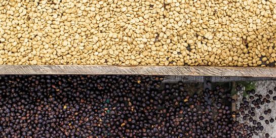 Typy zpracování kávy a jejich vliv na chuť