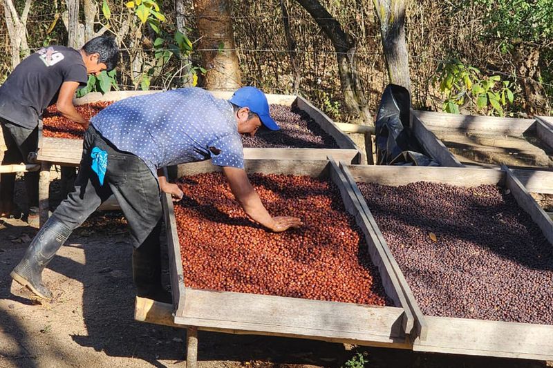 Finca Massif - Luis Miranda
