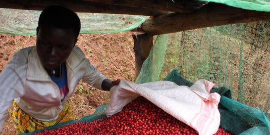 Burundi – Letos bez Mikuby