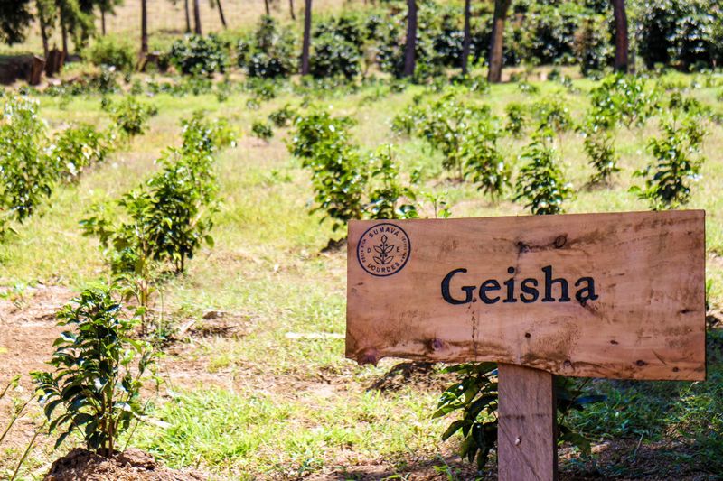 Francisco Mena - Sumava