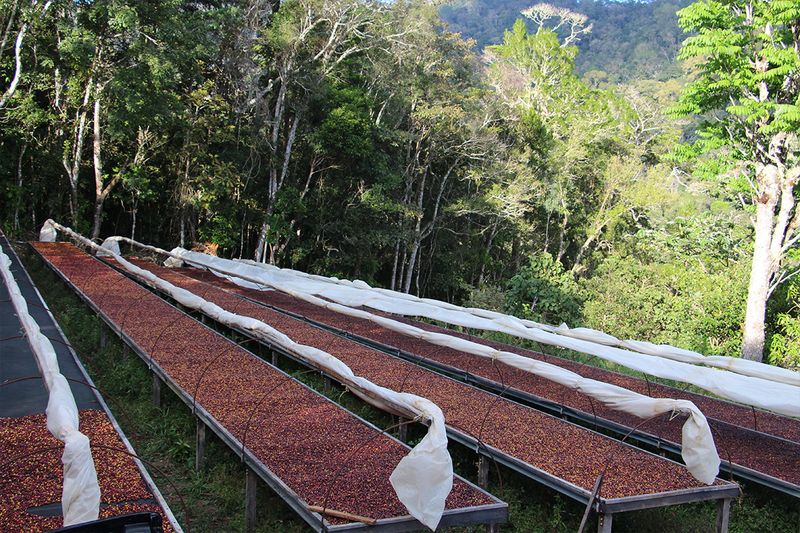 Finca Momoto - Aliss Hartmann