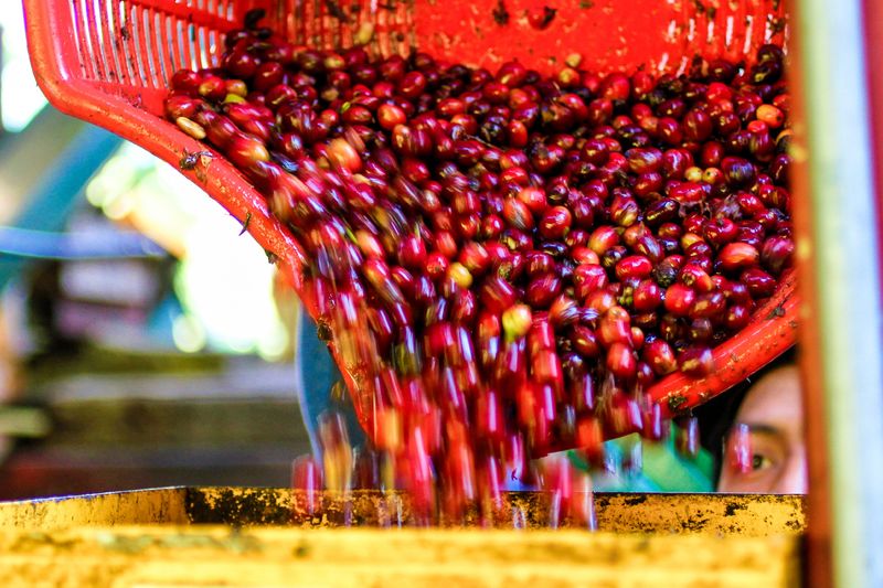 Finca Hartmann