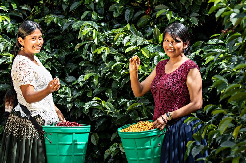 Rodriguez - Agricafe