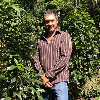 Panama Momoto Geisha