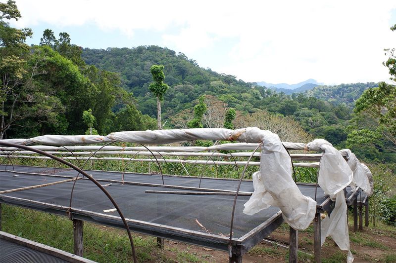 Finca Momoto - Aliss Hartmann