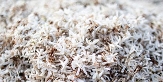 Čaj z kávových květů