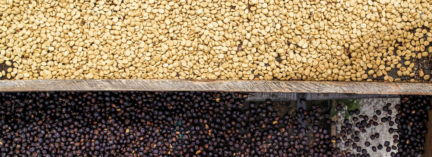 Typy zpracování kávy a jejich vliv na chuť