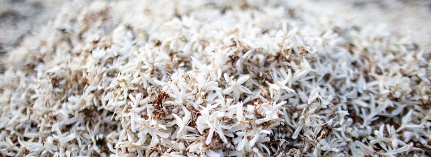 Čaj z kávových květů