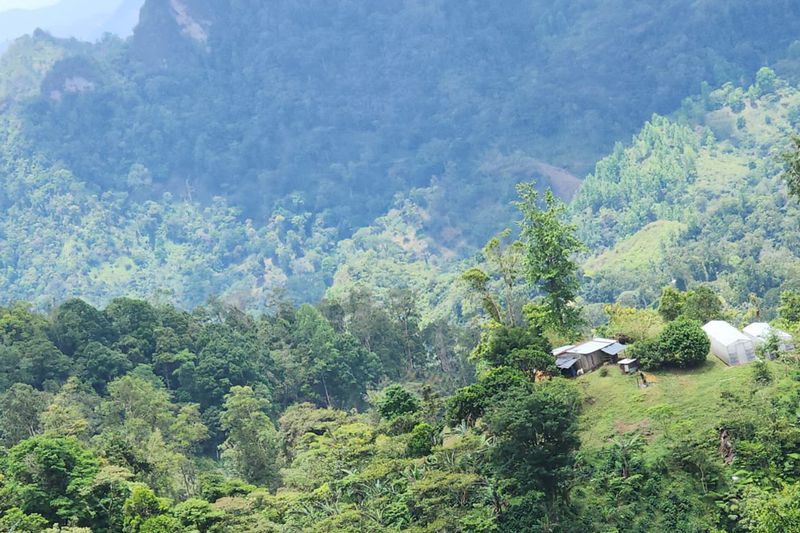 Finca Massif - Luis Miranda
