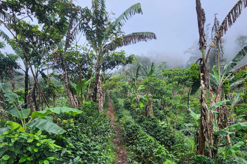 Finca Massif - Luis Miranda