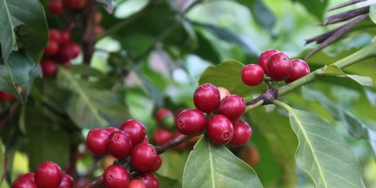 Výběrová káva z pohledu producenta 