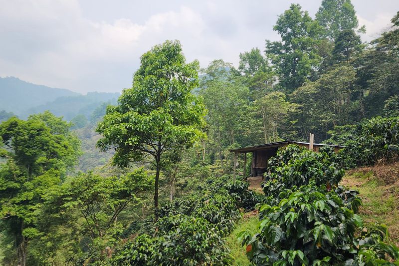 Finca Massif - Luis Miranda
