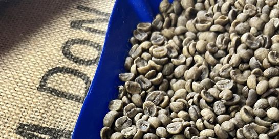 Jak se káva zbavuje kofeinu?