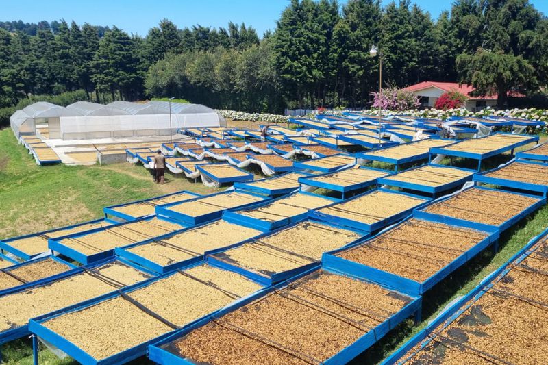 Francisco Mena - Sumava