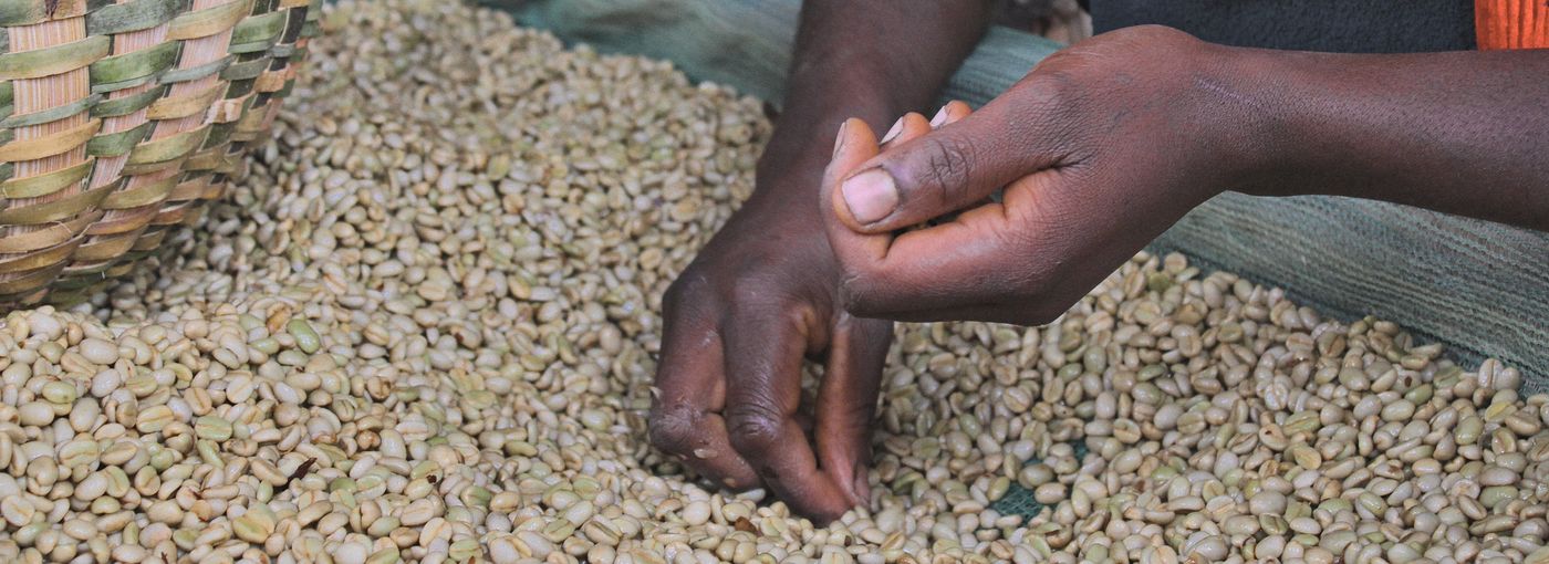 Káva - velký byznys s malými farmáři