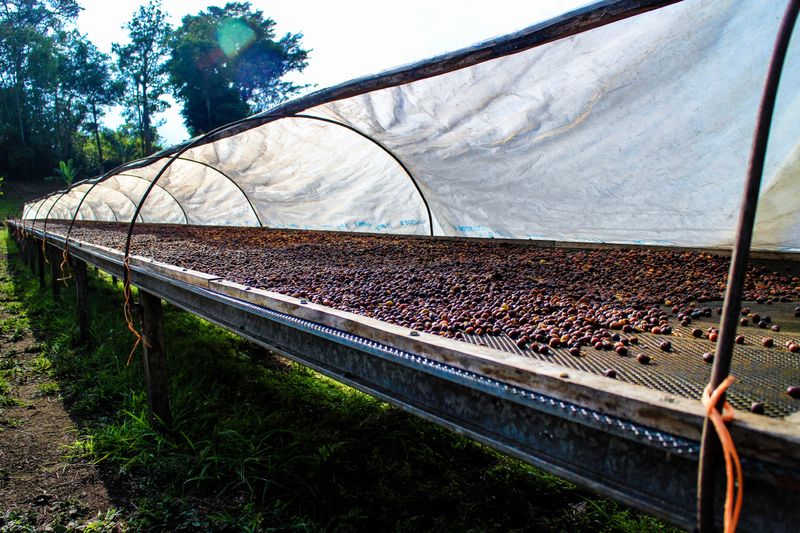 Finca Hartmann