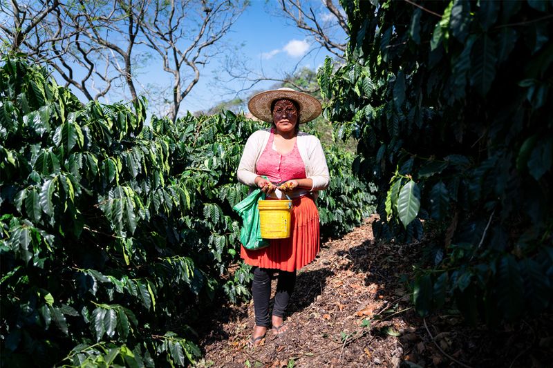 Rodriguez - Agricafe