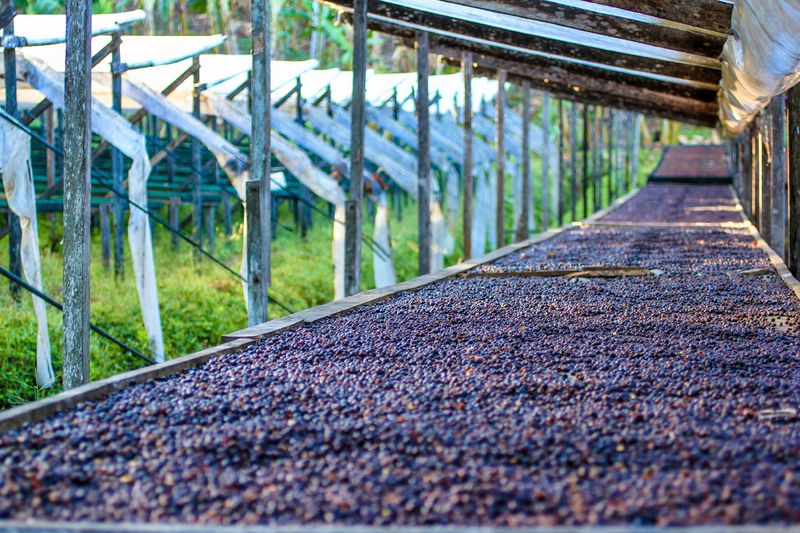Finca Hartmann