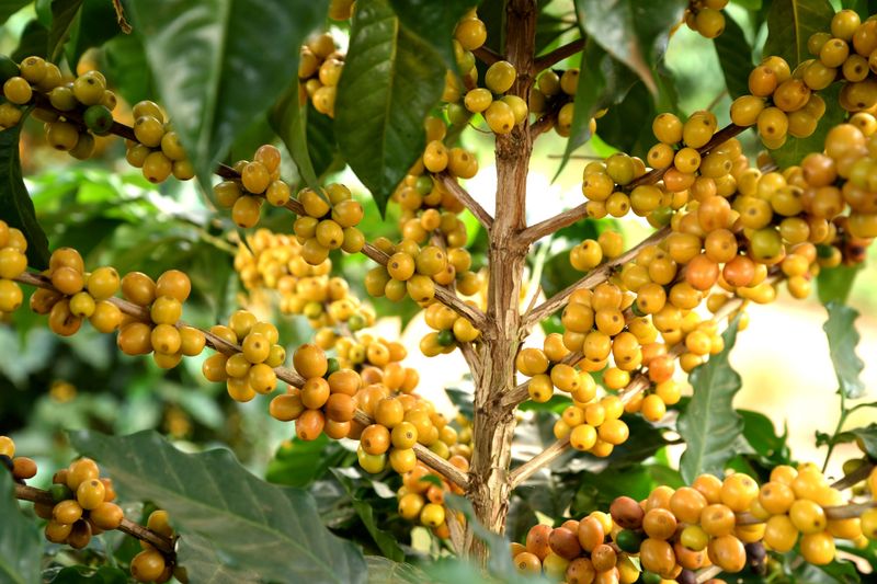 Fazenda Ambiental Fortaleza