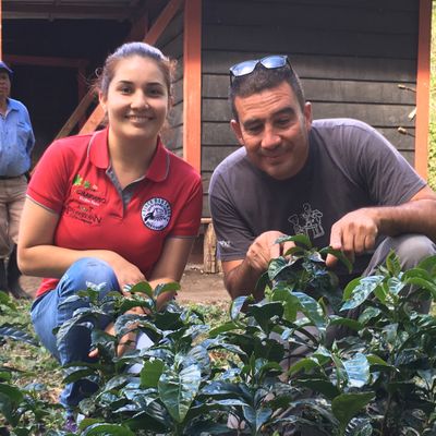 Panama Finca Hartmann Maragogype