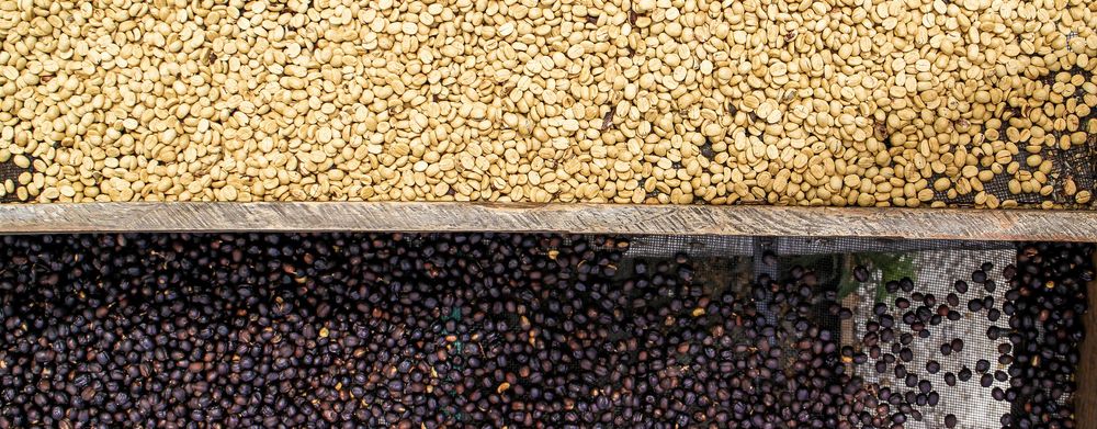 Typy zpracování kávy a jejich vliv na chuť