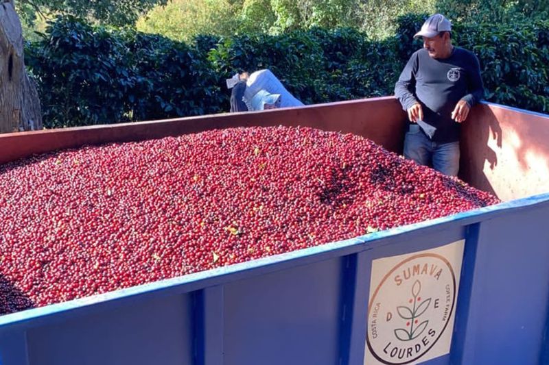 Francisco Mena - Sumava