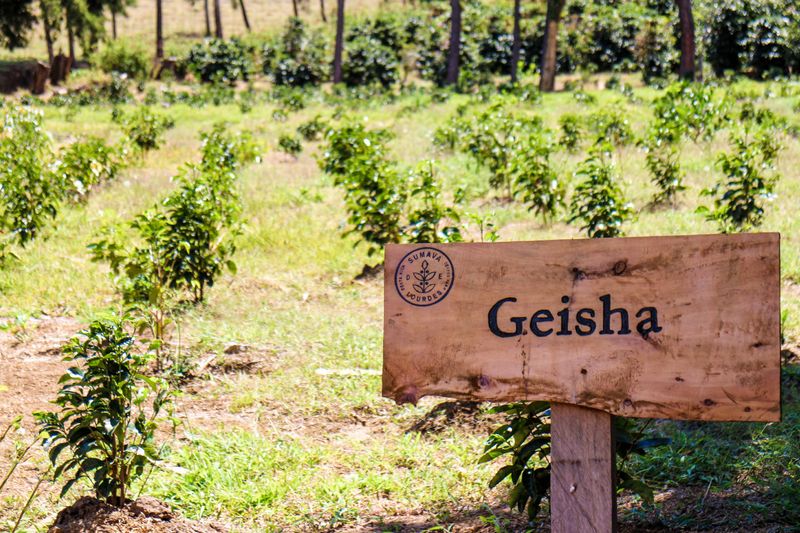 Francisco Mena - Sumava